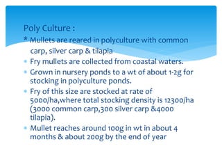 Poly Culture :
* Mullets are reared in polyculture with common
carp, silver carp & tilapia
 Fry mullets are collected from coastal waters.
 Grown in nursery ponds to a wt of about 1-2g for
stocking in polyculture ponds.
 Fry of this size are stocked at rate of
5000/ha,where total stocking density is 12300/ha
(3000 common carp,300 silver carp &4000
tilapia).
 Mullet reaches around 100g in wt in about 4
months & about 200g by the end of year
 