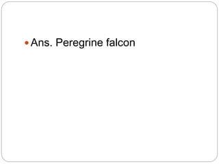  Ans. Peregrine falcon
 