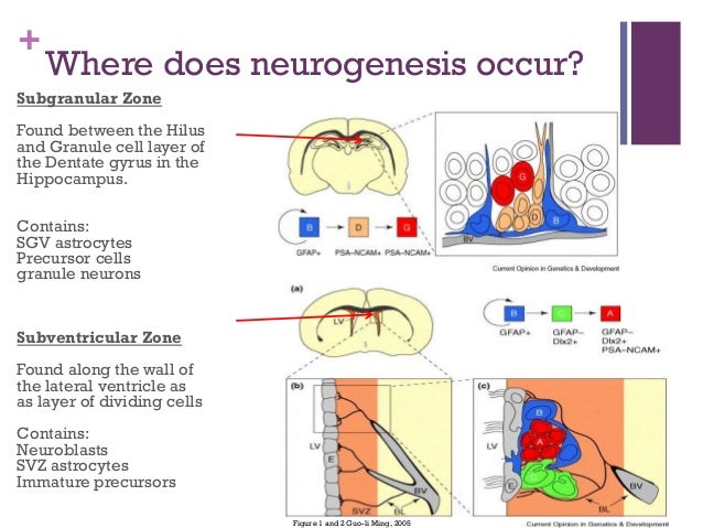 Adult Neurogenesis 90