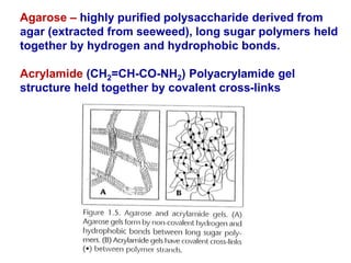 Agarose – highly purified polysaccharide derived from
agar (extracted from seeweed), long sugar polymers held
together by hydrogen and hydrophobic bonds.
Acrylamide (CH2=CH-CO-NH2) Polyacrylamide gel
structure held together by covalent cross-links
 