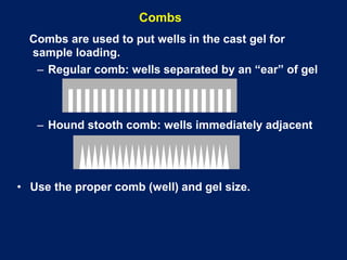 Combs are used to put wells in the cast gel for
sample loading.
– Regular comb: wells separated by an “ear” of gel
– Hound stooth comb: wells immediately adjacent
• Use the proper comb (well) and gel size.
Combs
 
