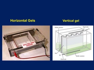 Horizontal Gels Vertical gel
 