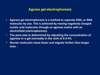 Agrose gel electrophoresis
• Agarose gel electrophoresis is a method to separate DNA, or RNA
molecules by size. This is achieved by moving negatively charged
nucleic acid molecules through an agarose matrix with an
electricfield (electrophoresis).
• The pore size is determined by adjusting the concentration of
agarose in a gel (normally in the rank of 0.4-4%
• Shorter molecules move faster and migrate farther than longer
ones .
 