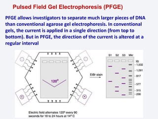 PFGE allows investigators to separate much larger pieces of DNA
than conventional agarose gel electrophoresis. In conventional
gels, the current is applied in a single direction (from top to
bottom). But in PFGE, the direction of the current is altered at a
regular interval
Pulsed Field Gel Electrophoresis (PFGE)
 