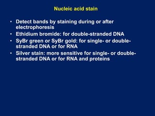 • Detect bands by staining during or after
electrophoresis
• Ethidium bromide: for double-stranded DNA
• SyBr green or SyBr gold: for single- or double-
stranded DNA or for RNA
• Silver stain: more sensitive for single- or double-
stranded DNA or for RNA and proteins
Nucleic acid stain
 