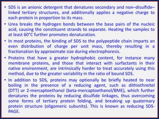 • SDS is an anionic detergent that denatures secondary and non–disulfide–
linked tertiary structures, and additionally applies a negative charge to
each protein in proportion to its mass.
• Urea breaks the hydrogen bonds between the base pairs of the nucleic
acid, causing the constituent strands to separate. Heating the samples to
at least 60°C further promotes denaturation.
• In most proteins, the binding of SDS to the polypeptide chain imparts an
even distribution of charge per unit mass, thereby resulting in a
fractionation by approximate size during electrophoresis.
• Proteins that have a greater hydrophobic content, for instance many
membrane proteins, and those that interact with surfactants in their
native environment, are intrinsically harder to treat accurately using this
method, due to the greater variability in the ratio of bound SDS.
• In addition to SDS, proteins may optionally be briefly heated to near
boiling in the presence of a reducing agent, such as dithiothreitol
(DTT) or 2-mercaptoethanol (beta-mercaptoethanol/BME), which further
denatures the proteins by reducing disulfide linkages, thus overcoming
some forms of tertiary protein folding, and breaking up quaternary
protein structure (oligomeric subunits). This is known as reducing SDS-
PAGE.
 