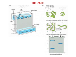 SDS -PAGE
 