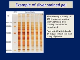 Example of silver stained gel
Silver staining is usually 10-
100 times more sensitive
than Coomassie Blue
staining, but it is more
complicated.
Faint but still visible bands
on this gel contain less than
0.5 ng of protein!
 