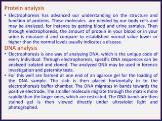 Protein analysis
• Electrophoresis has advanced our understanding on the structure and
function of proteins. These molecules are needed by our body cells and
may be analyzed, for instance by getting blood and urine samples. Then
through electrophoresis, the amount of protein in your blood or in your
urine is measure d and compare to established normal value lower or
higher than the normal levels usually indicates a disease.
DNA analysis
• Electrophoresis is one way of analyzing DNA, which is the unique code of
every individual. Through electrophoresis, specific DNA sequences can be
analyzed isolated and cloned. The analyzed DNA may be used in forensic
investigation and paternity tests.
• For this well are formed at one end of an agarose gel for the loading of
the DNA sample. The slab is then placed horizontally in to the
electrophoresis buffer chamber. The DNA migrates in bands towards the
positive electrode. The smaller molecule migrate through the matrix more
rapidly than the larger ones, which are restricted. The DNA bands are then
stained gel is then viewed directly under ultraviolet light and
photographed.
 