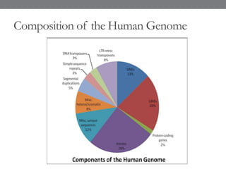 Composition of the Human Genome
 