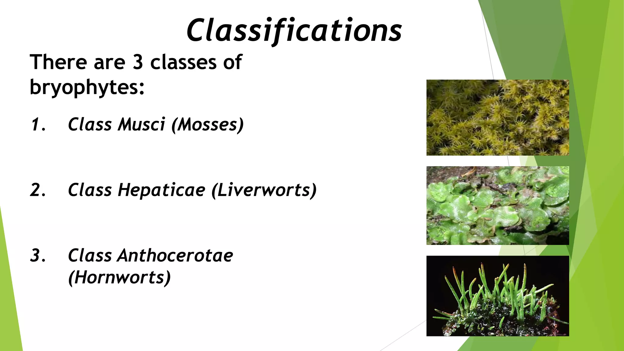 Classifications
There are 3 classes of
bryophytes:
1. Class Musci (Mosses)
2. Class Hepaticae (Liverworts)
3. Class Anthocerotae
(Hornworts)
 