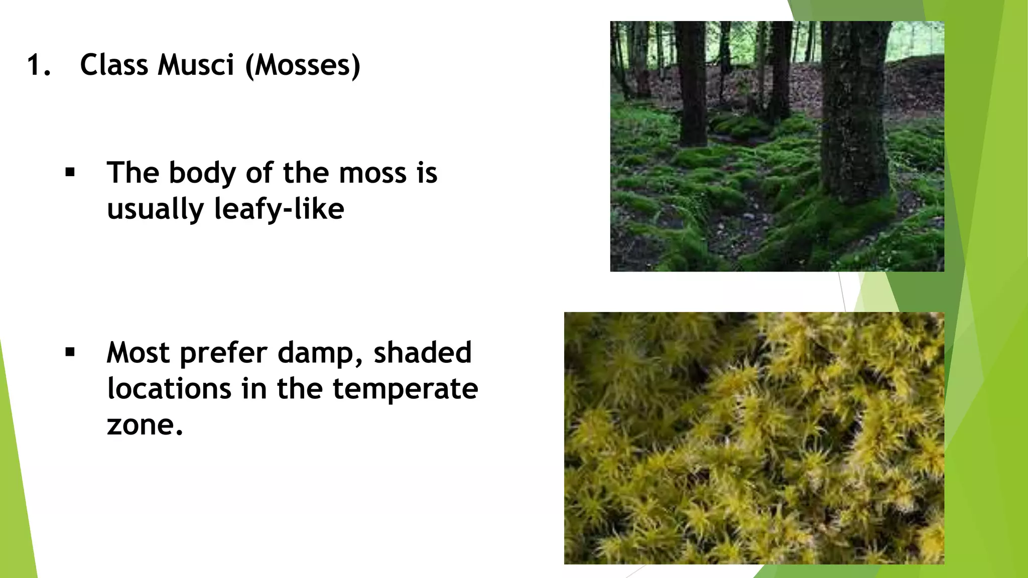 1. Class Musci (Mosses)
 The body of the moss is
usually leafy-like
 Most prefer damp, shaded
locations in the temperate
zone.
 