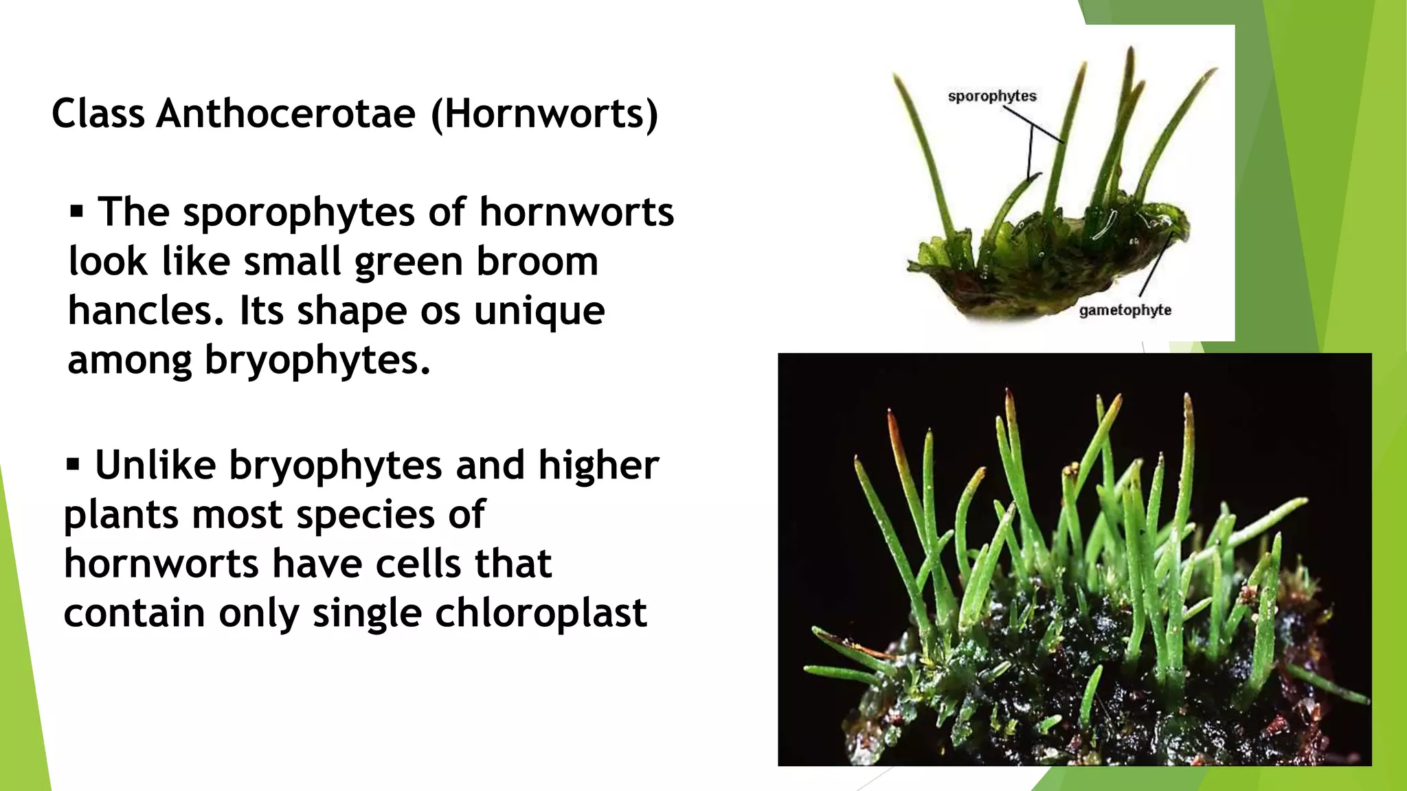 Class Anthocerotae (Hornworts)
 The sporophytes of hornworts
look like small green broom
hancles. Its shape os unique
among bryophytes.
 Unlike bryophytes and higher
plants most species of
hornworts have cells that
contain only single chloroplast
 