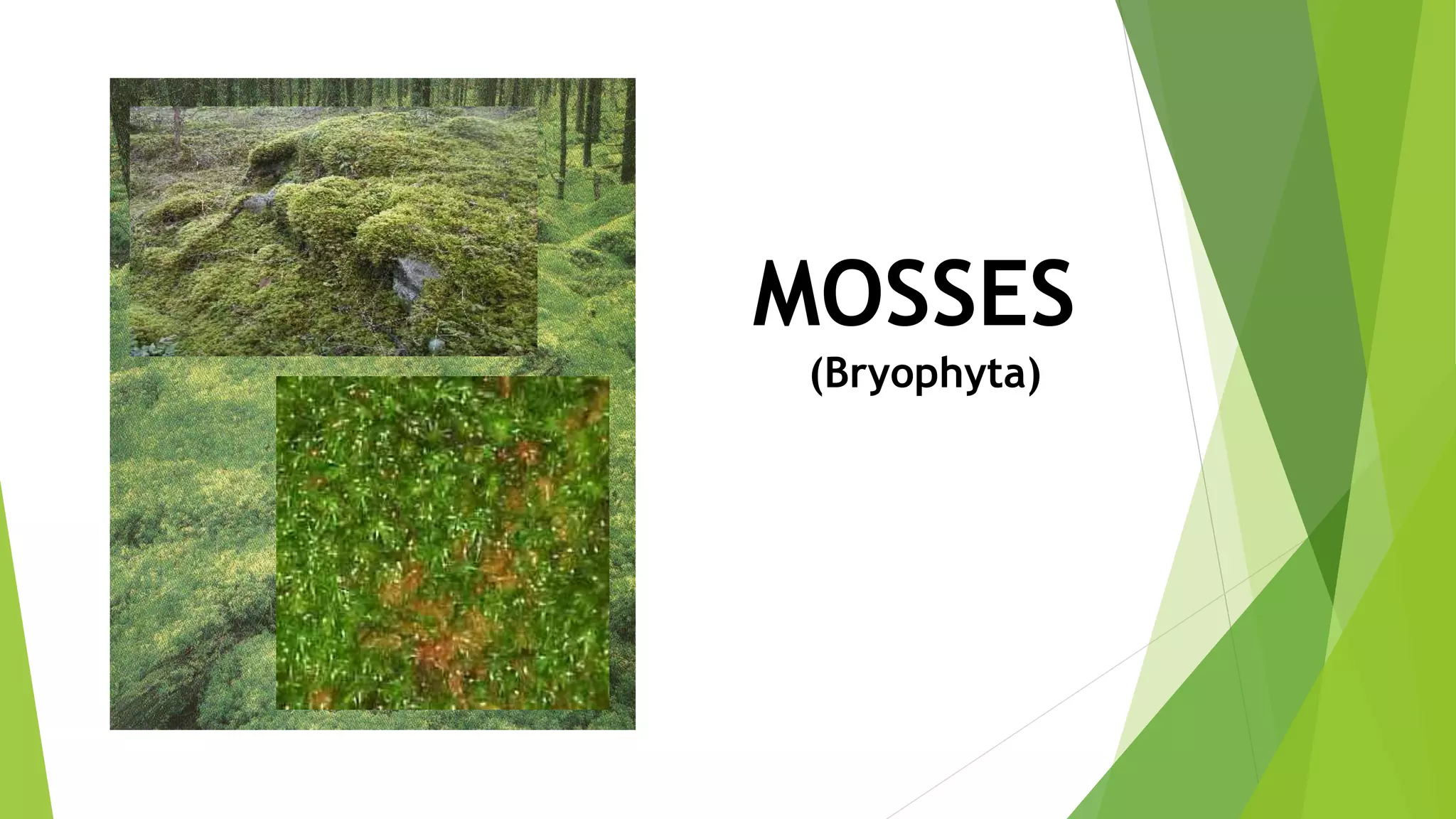 MOSSES
(Bryophyta)
 