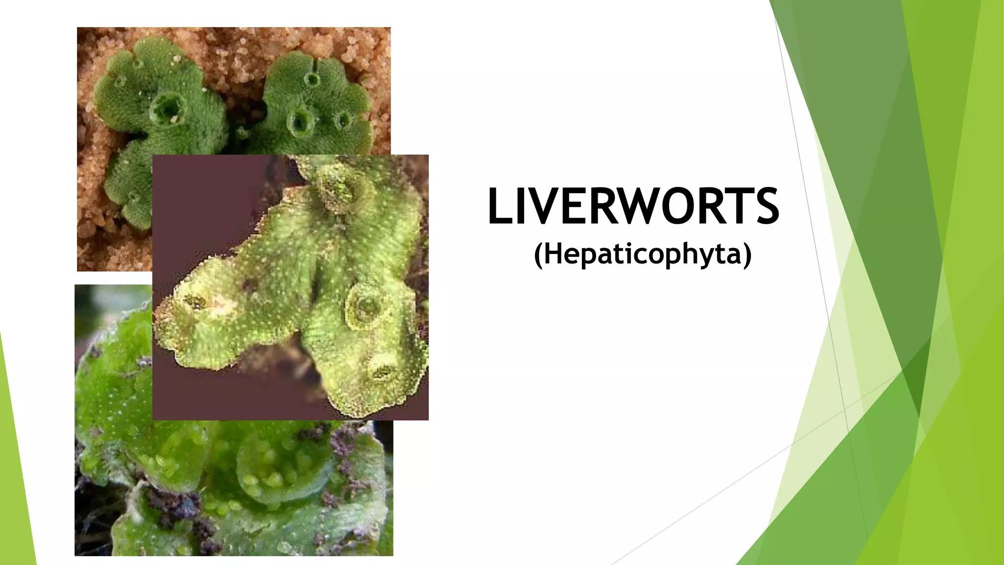 LIVERWORTS
(Hepaticophyta)
 