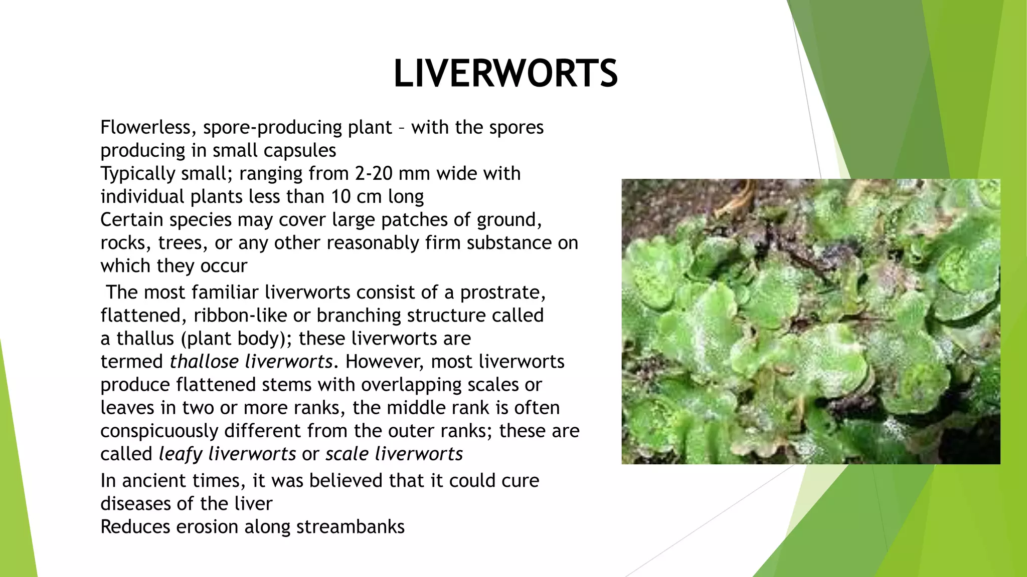 The most familiar liverworts consist of a prostrate,
flattened, ribbon-like or branching structure called
a thallus (plant body); these liverworts are
termed thallose liverworts. However, most liverworts
produce flattened stems with overlapping scales or
leaves in two or more ranks, the middle rank is often
conspicuously different from the outer ranks; these are
called leafy liverworts or scale liverworts
Flowerless, spore-producing plant – with the spores
producing in small capsules
Typically small; ranging from 2-20 mm wide with
individual plants less than 10 cm long
Certain species may cover large patches of ground,
rocks, trees, or any other reasonably firm substance on
which they occur
LIVERWORTS
In ancient times, it was believed that it could cure
diseases of the liver
Reduces erosion along streambanks
 