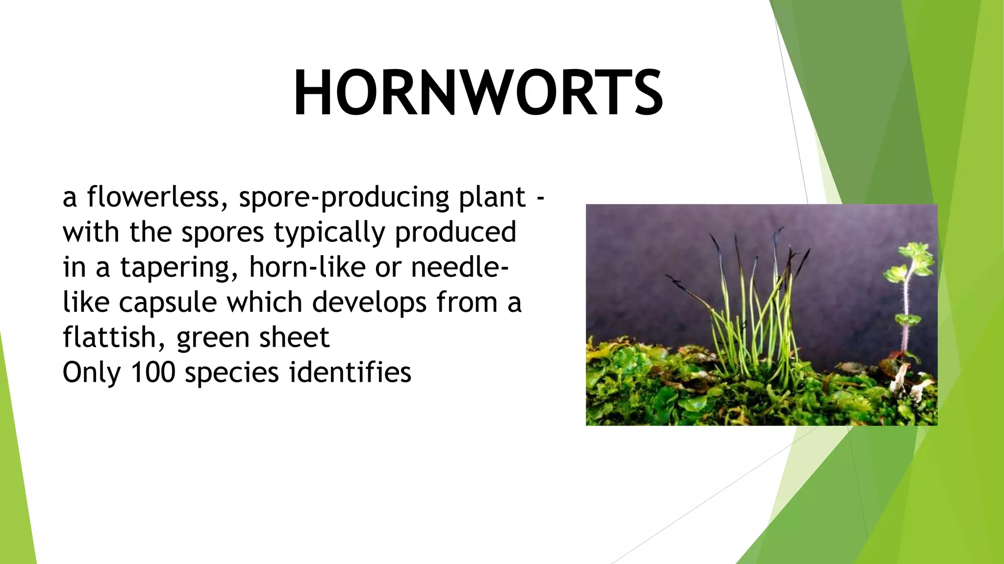 a flowerless, spore-producing plant -
with the spores typically produced
in a tapering, horn-like or needle-
like capsule which develops from a
flattish, green sheet
Only 100 species identifies
HORNWORTS
 