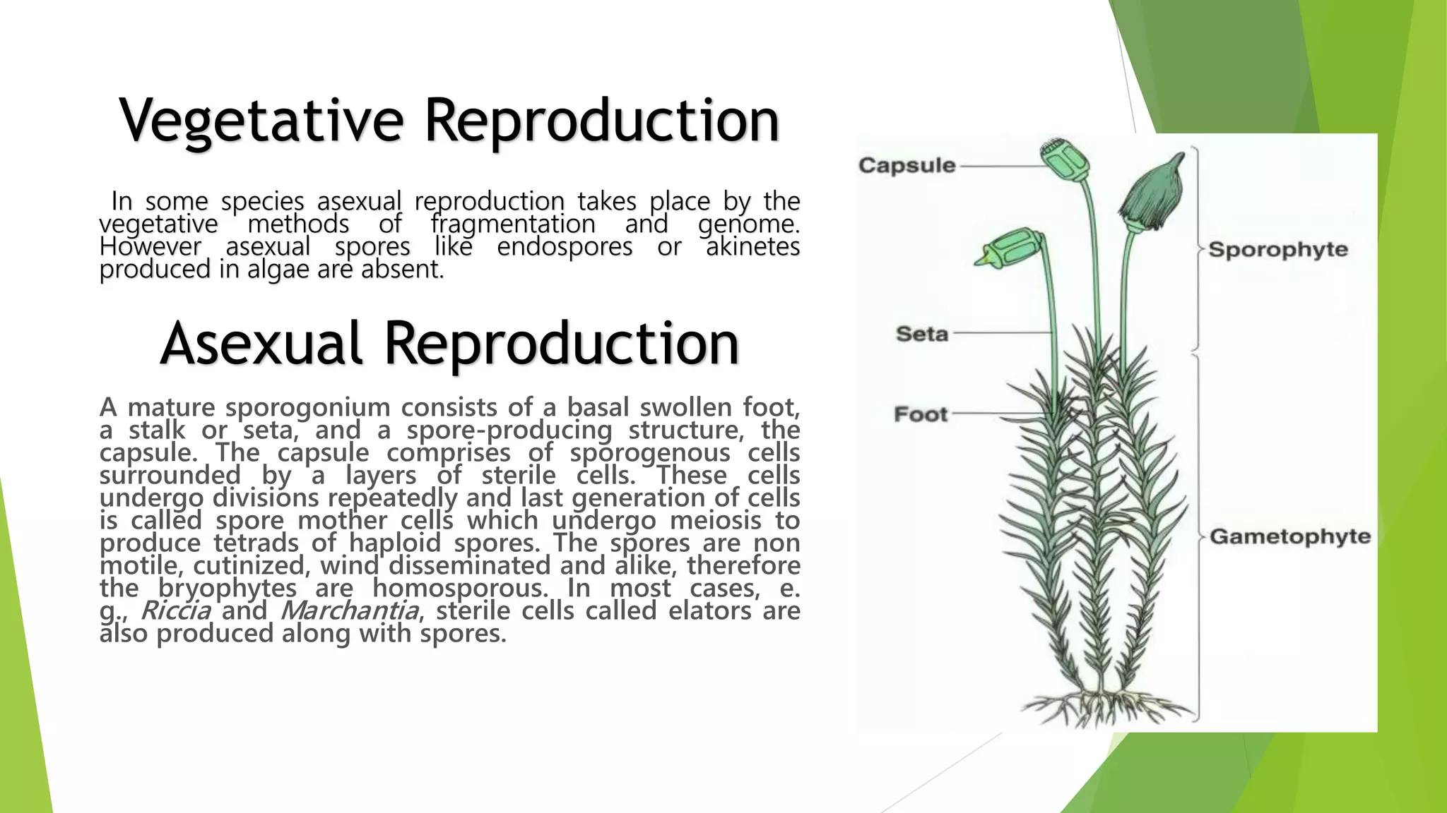 In some species asexual reproduction takes place by the
vegetative methods of fragmentation and genome.
However asexual spores like endospores or akinetes
produced in algae are absent.
A mature sporogonium consists of a basal swollen foot,
a stalk or seta, and a spore-producing structure, the
capsule. The capsule comprises of sporogenous cells
surrounded by a layers of sterile cells. These cells
undergo divisions repeatedly and last generation of cells
is called spore mother cells which undergo meiosis to
produce tetrads of haploid spores. The spores are non
motile, cutinized, wind disseminated and alike, therefore
the bryophytes are homosporous. In most cases, e.
g., Riccia and Marchantia, sterile cells called elators are
also produced along with spores.
Asexual Reproduction
Vegetative Reproduction
 