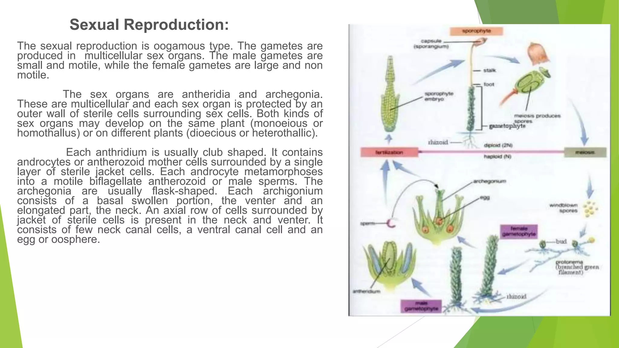 The sexual reproduction is oogamous type. The gametes are
produced in multicellular sex organs. The male gametes are
small and motile, while the female gametes are large and non
motile.
The sex organs are antheridia and archegonia.
These are multicellular and each sex organ is protected by an
outer wall of sterile cells surrounding sex cells. Both kinds of
sex organs may develop on the same plant (monoeious or
homothallus) or on different plants (dioecious or heterothallic).
Each anthridium is usually club shaped. It contains
androcytes or antherozoid mother cells surrounded by a single
layer of sterile jacket cells. Each androcyte metamorphoses
into a motile biflagellate antherozoid or male sperms. The
archegonia are usually flask-shaped. Each archigonium
consists of a basal swollen portion, the venter and an
elongated part, the neck. An axial row of cells surrounded by
jacket of sterile cells is present in the neck and venter. It
consists of few neck canal cells, a ventral canal cell and an
egg or oosphere.
Sexual Reproduction:
 