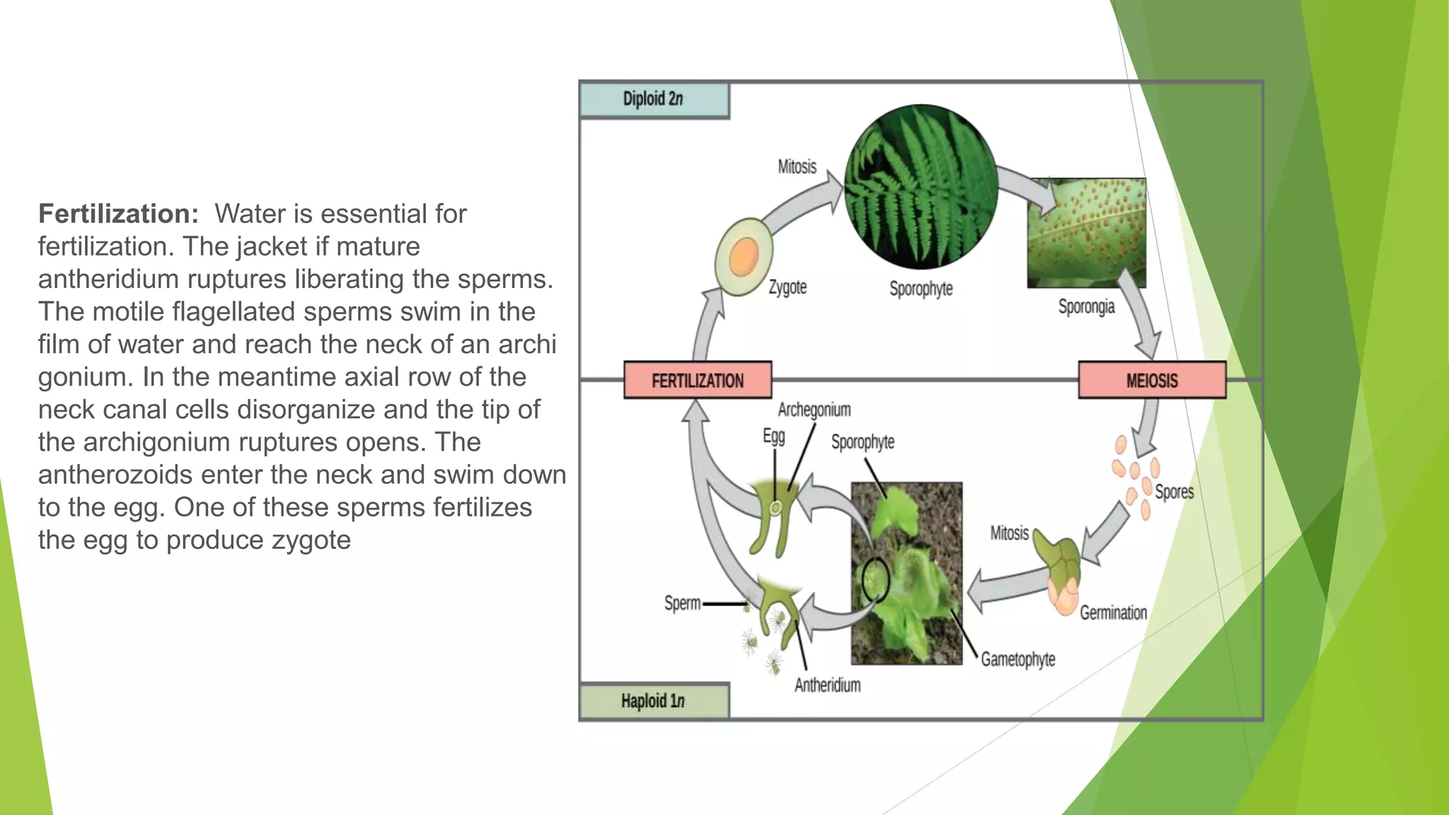 Fertilization: Water is essential for
fertilization. The jacket if mature
antheridium ruptures liberating the sperms.
The motile flagellated sperms swim in the
film of water and reach the neck of an archi
gonium. In the meantime axial row of the
neck canal cells disorganize and the tip of
the archigonium ruptures opens. The
antherozoids enter the neck and swim down
to the egg. One of these sperms fertilizes
the egg to produce zygote
 