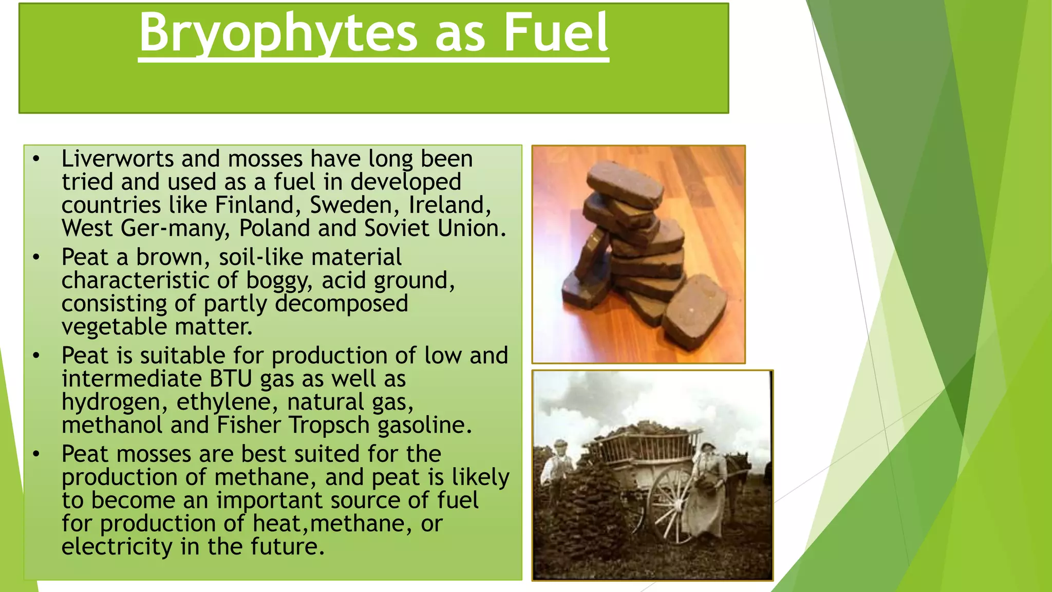 Bryophytes as Fuel
• Liverworts and mosses have long been
tried and used as a fuel in developed
countries like Finland, Sweden, Ireland,
West Ger-many, Poland and Soviet Union.
• Peat a brown, soil-like material
characteristic of boggy, acid ground,
consisting of partly decomposed
vegetable matter.
• Peat is suitable for production of low and
intermediate BTU gas as well as
hydrogen, ethylene, natural gas,
methanol and Fisher Tropsch gasoline.
• Peat mosses are best suited for the
production of methane, and peat is likely
to become an important source of fuel
for production of heat,methane, or
electricity in the future.
 