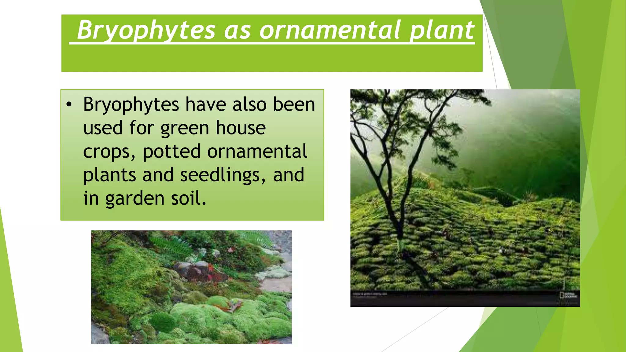 Bryophytes as ornamental plant
• Bryophytes have also been
used for green house
crops, potted ornamental
plants and seedlings, and
in garden soil.
 