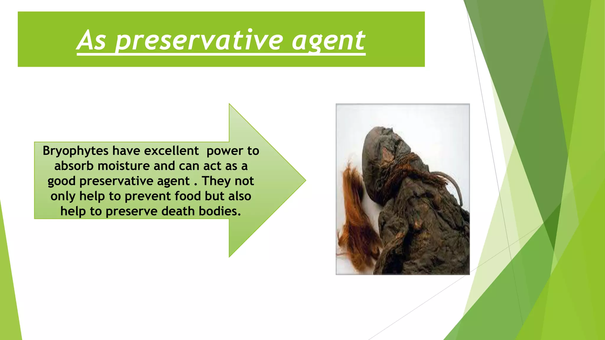 As preservative agent
Bryophytes have excellent power to
absorb moisture and can act as a
good preservative agent . They not
only help to prevent food but also
help to preserve death bodies.
 