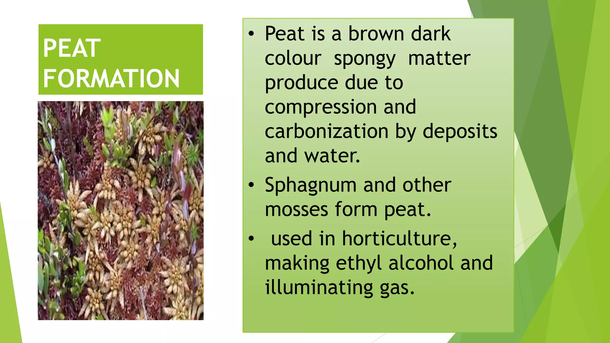 PEAT
FORMATION
• Peat is a brown dark
colour spongy matter
produce due to
compression and
carbonization by deposits
and water.
• Sphagnum and other
mosses form peat.
• used in horticulture,
making ethyl alcohol and
illuminating gas.
 