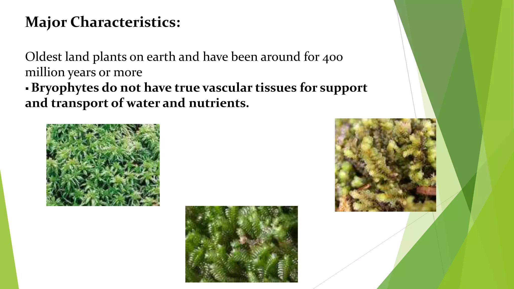 Major Characteristics:
Oldest land plants on earth and have been around for 400
million years or more
 Bryophytes do not have true vascular tissues for support
and transport of water and nutrients.
 