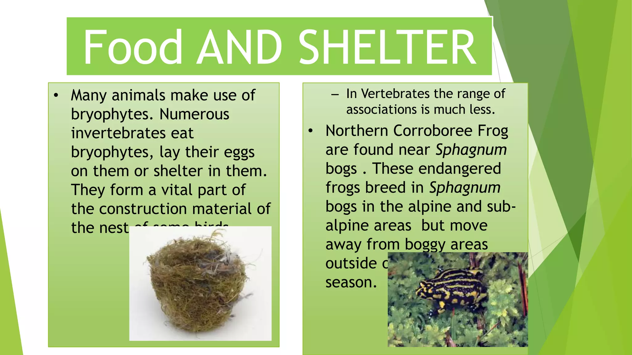 Food AND SHELTER
• Many animals make use of
bryophytes. Numerous
invertebrates eat
bryophytes, lay their eggs
on them or shelter in them.
They form a vital part of
the construction material of
the nest of some birds
– In Vertebrates the range of
associations is much less.
• Northern Corroboree Frog
are found near Sphagnum
bogs . These endangered
frogs breed in Sphagnum
bogs in the alpine and sub-
alpine areas but move
away from boggy areas
outside of the breeding
season.
 