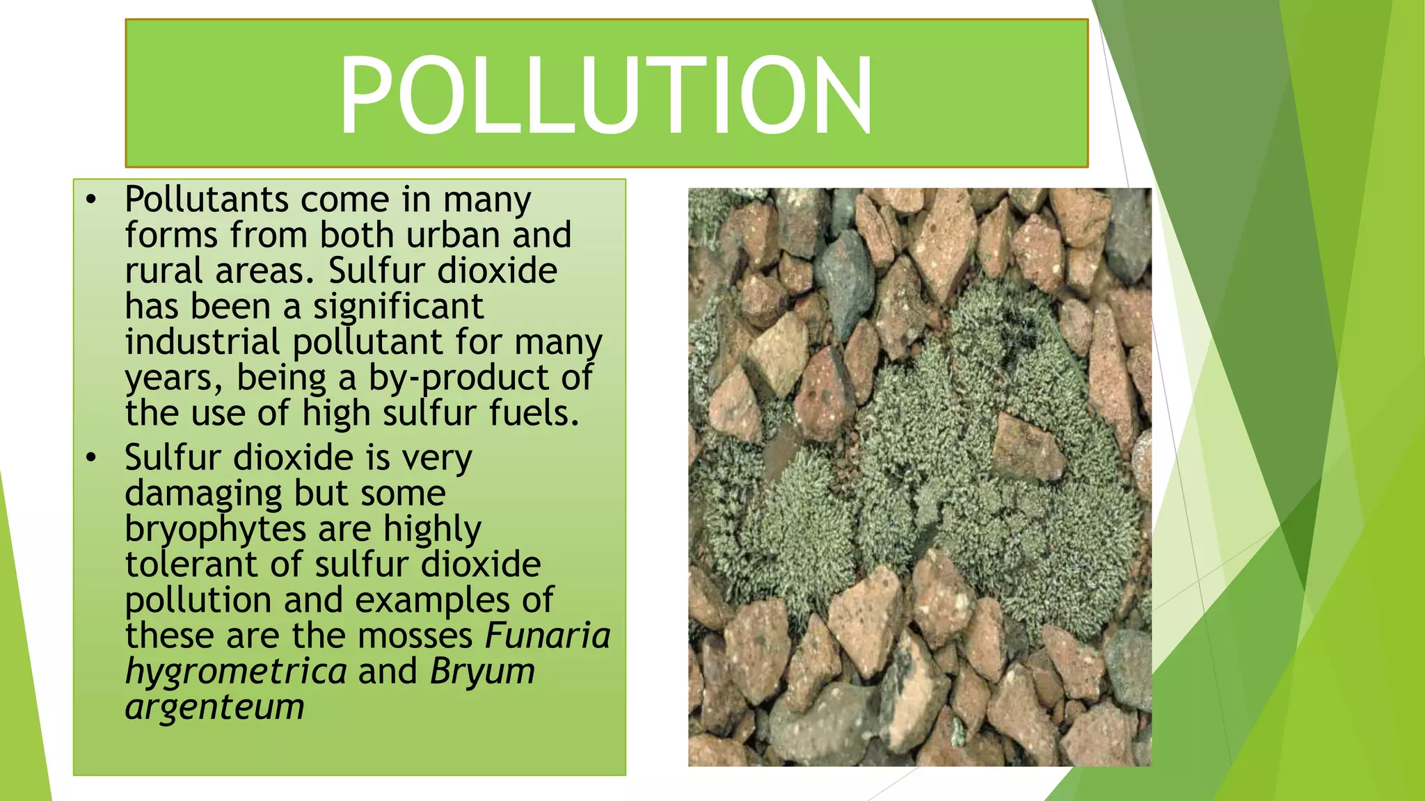 • Pollutants come in many
forms from both urban and
rural areas. Sulfur dioxide
has been a significant
industrial pollutant for many
years, being a by-product of
the use of high sulfur fuels.
• Sulfur dioxide is very
damaging but some
bryophytes are highly
tolerant of sulfur dioxide
pollution and examples of
these are the mosses Funaria
hygrometrica and Bryum
argenteum
POLLUTION
 