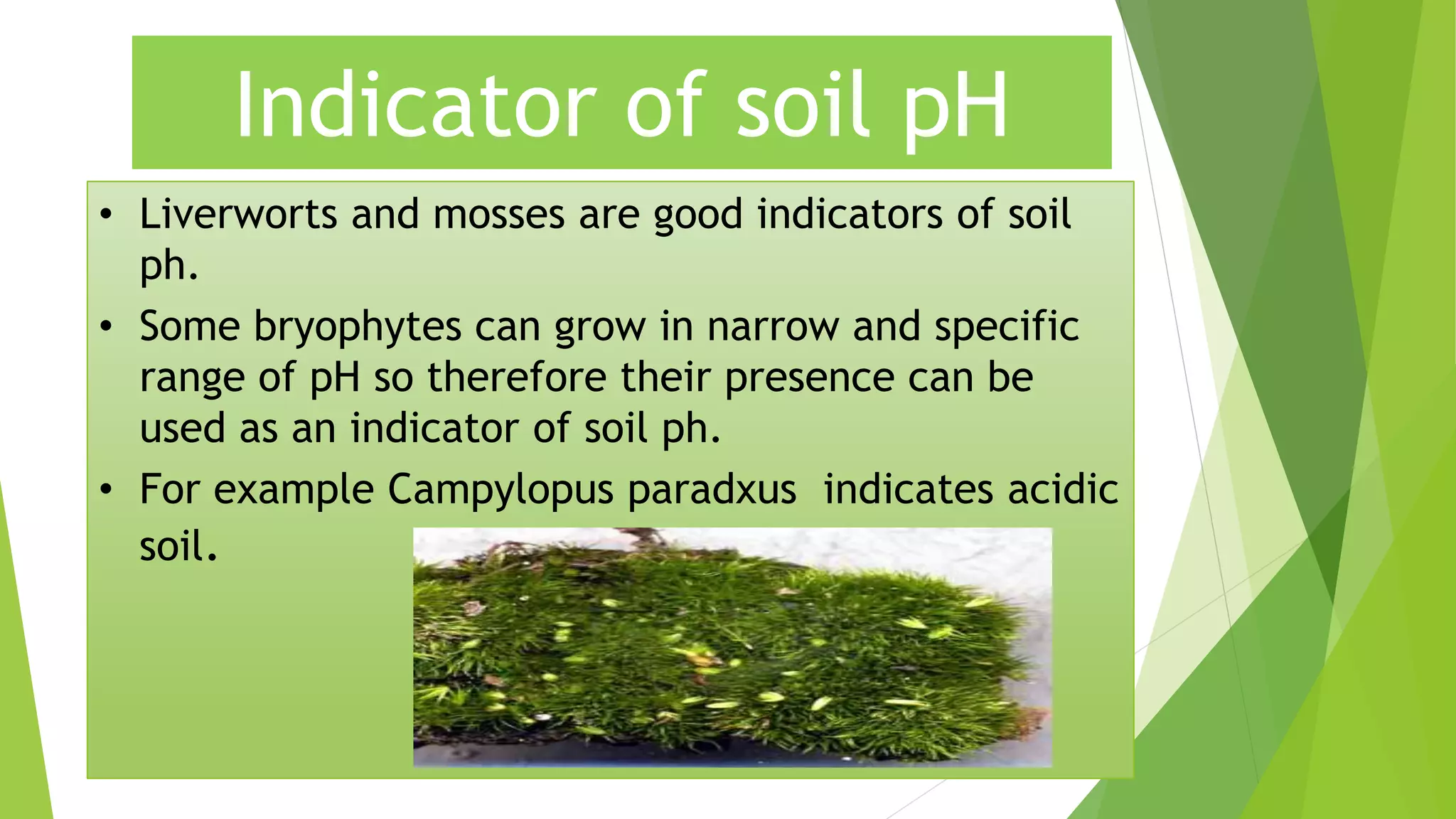 Indicator of soil pH
• Liverworts and mosses are good indicators of soil
ph.
• Some bryophytes can grow in narrow and specific
range of pH so therefore their presence can be
used as an indicator of soil ph.
• For example Campylopus paradxus indicates acidic
soil.
 