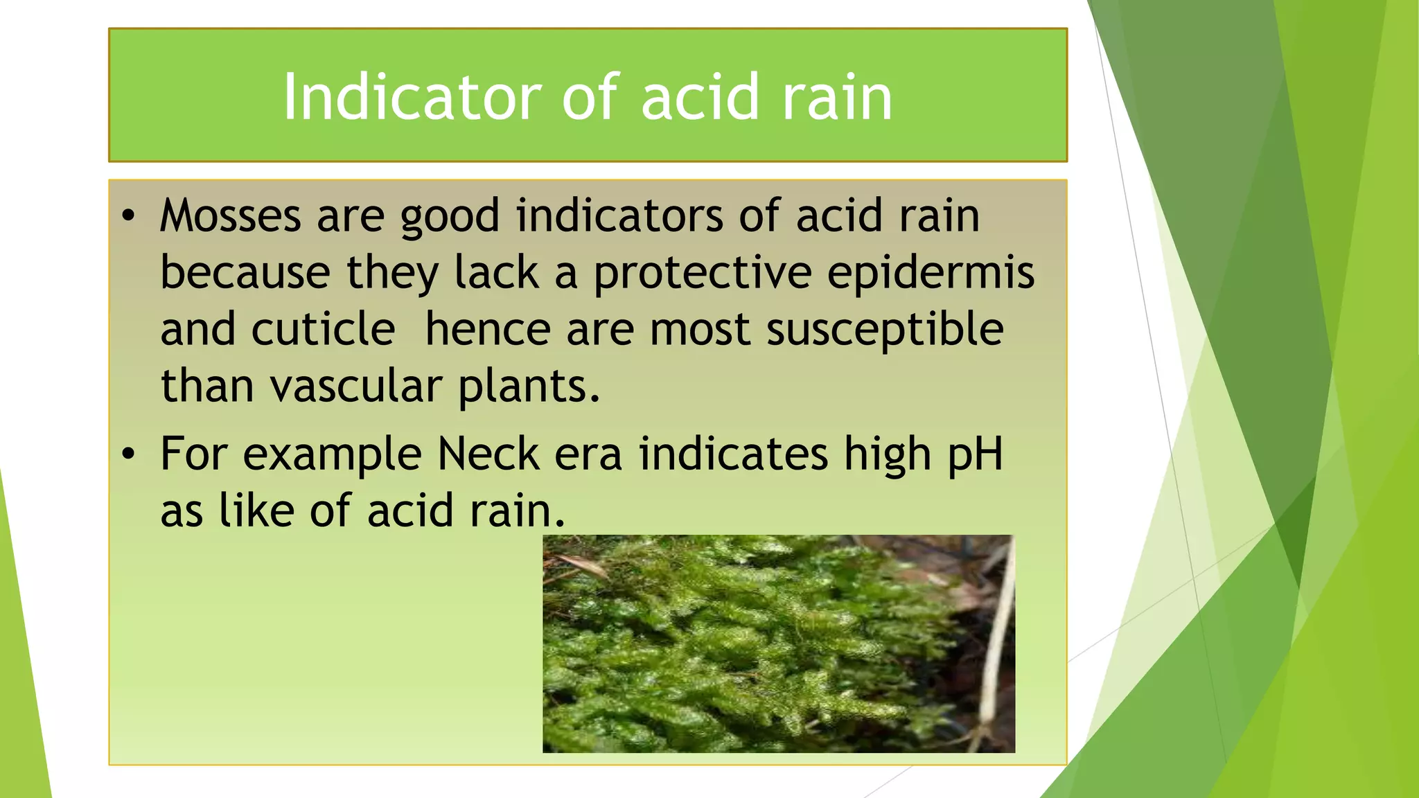 Indicator of acid rain
• Mosses are good indicators of acid rain
because they lack a protective epidermis
and cuticle hence are most susceptible
than vascular plants.
• For example Neck era indicates high pH
as like of acid rain.
 