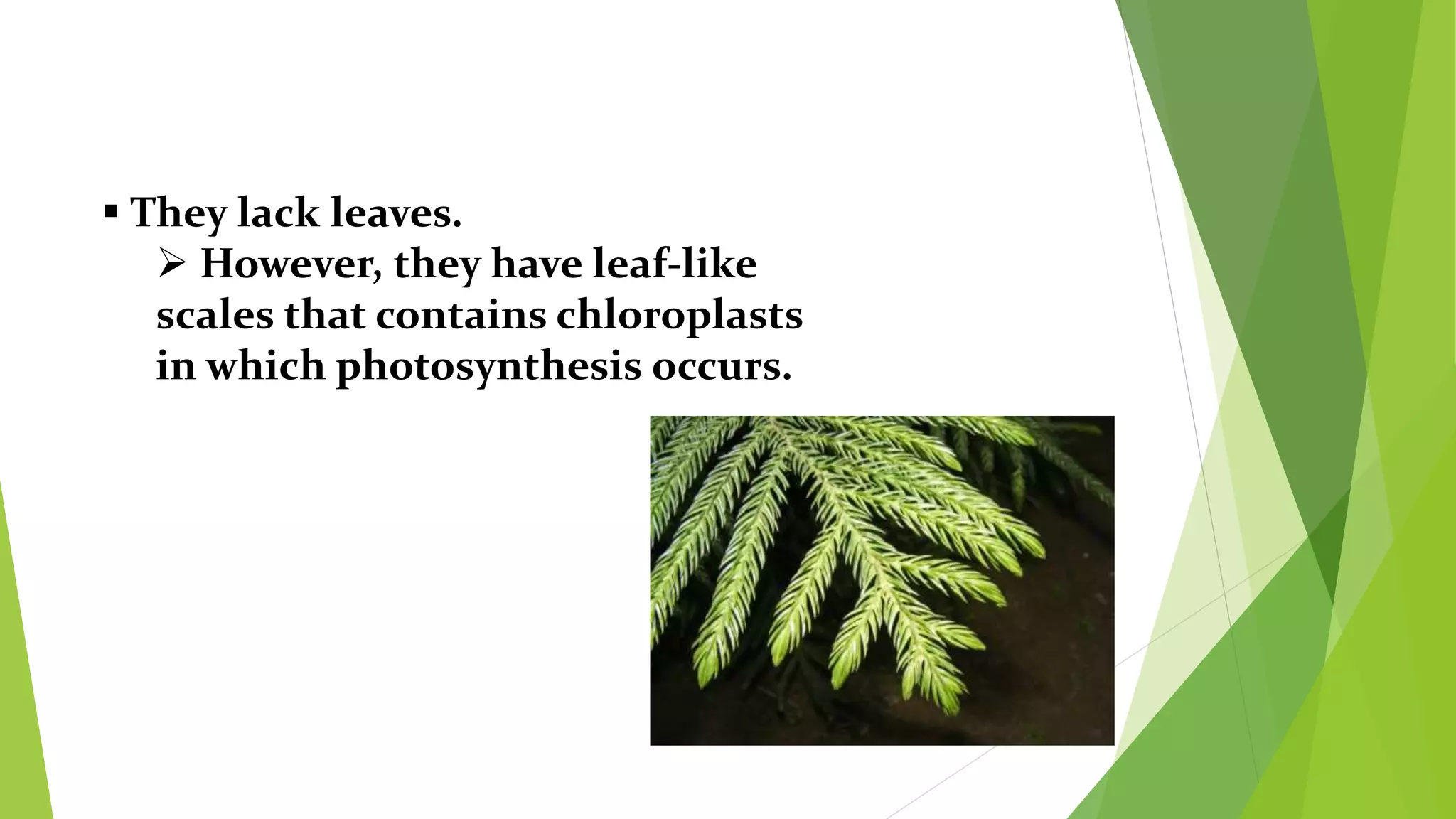  They lack leaves.
 However, they have leaf-like
scales that contains chloroplasts
in which photosynthesis occurs.
 