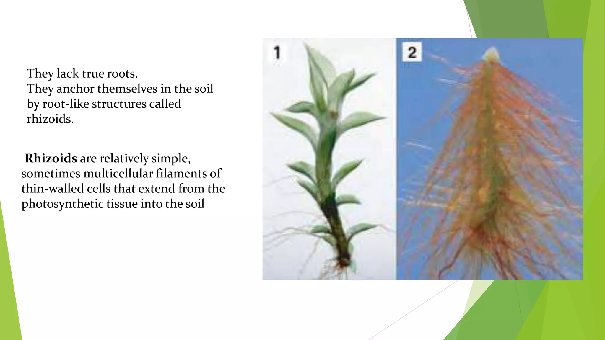 They lack true roots.
They anchor themselves in the soil
by root-like structures called
rhizoids.
Rhizoids are relatively simple,
sometimes multicellular filaments of
thin-walled cells that extend from the
photosynthetic tissue into the soil
 