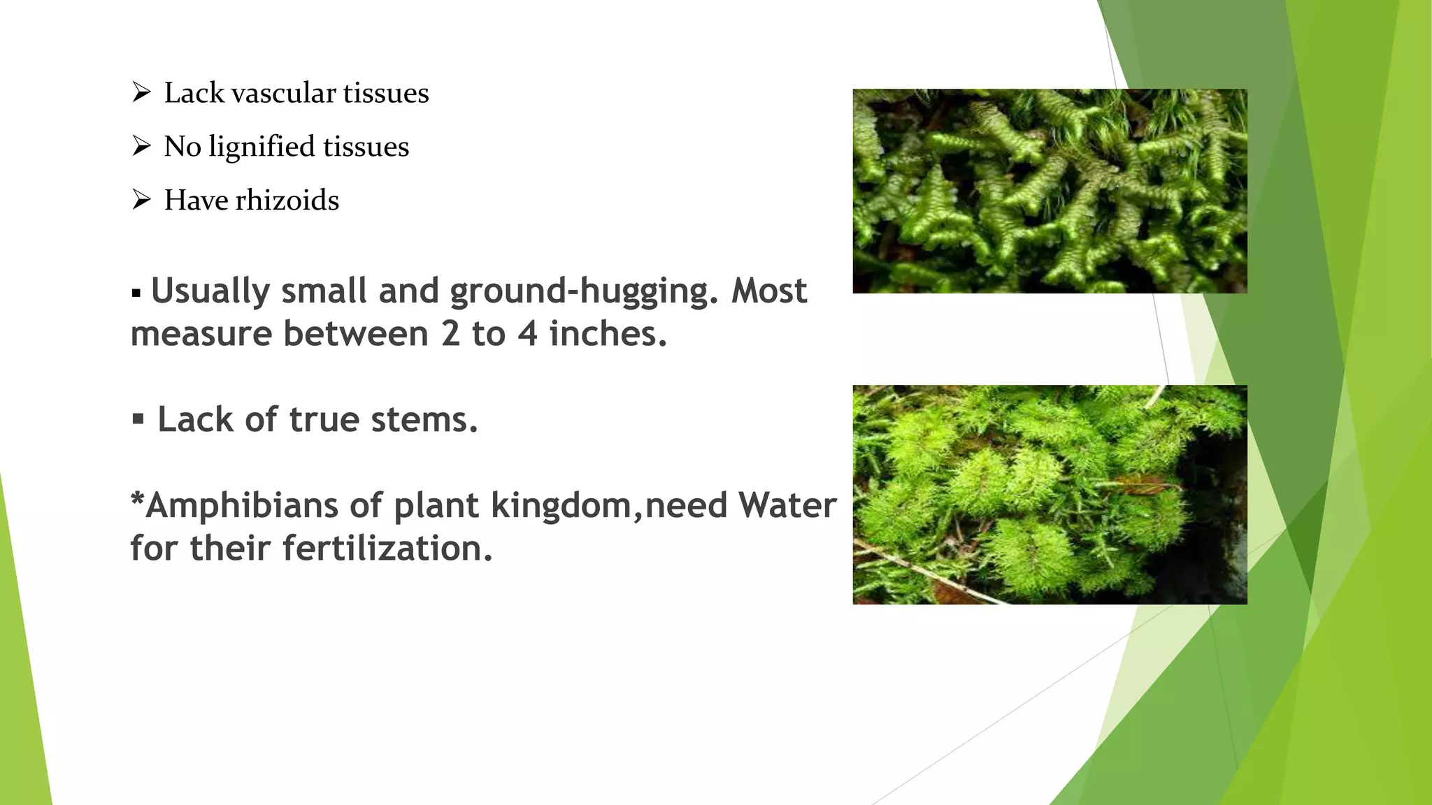  Usually small and ground-hugging. Most
measure between 2 to 4 inches.
 Lack of true stems.
*Amphibians of plant kingdom,need Water
for their fertilization.
 Lack vascular tissues
 No lignified tissues
 Have rhizoids
 