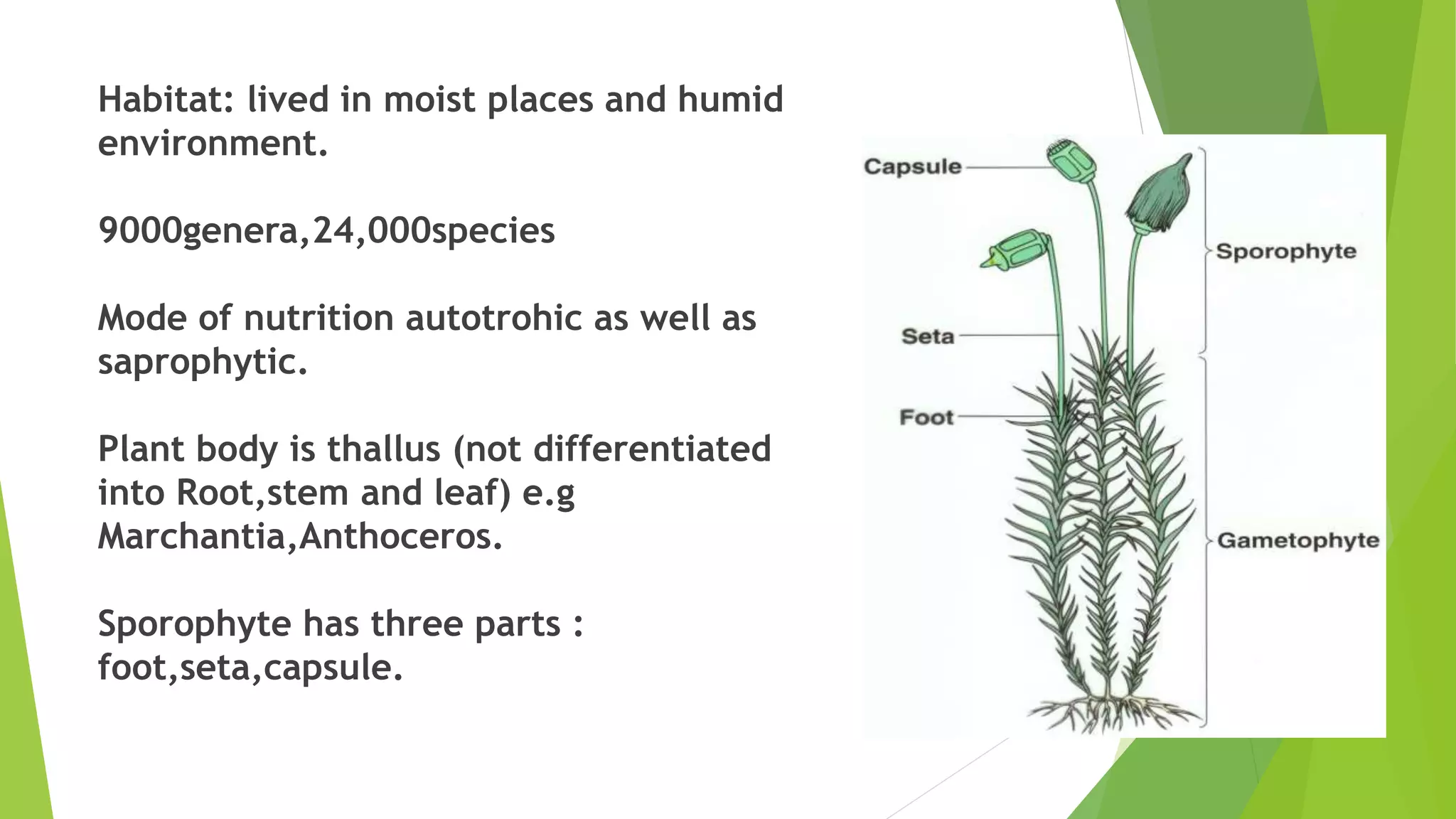 Habitat: lived in moist places and humid
environment.
9000genera,24,000species
Mode of nutrition autotrohic as well as
saprophytic.
Plant body is thallus (not differentiated
into Root,stem and leaf) e.g
Marchantia,Anthoceros.
Sporophyte has three parts :
foot,seta,capsule.
 