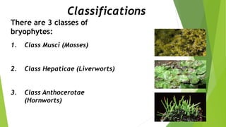 Classifications
There are 3 classes of
bryophytes:
1. Class Musci (Mosses)
2. Class Hepaticae (Liverworts)
3. Class Anthocerotae
(Hornworts)
 