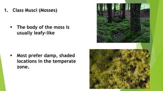 1. Class Musci (Mosses)
 The body of the moss is
usually leafy-like
 Most prefer damp, shaded
locations in the temperate
zone.
 