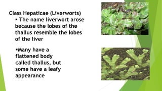 Class Hepaticae (Liverworts)
 The name liverwort arose
because the lobes of the
thallus resemble the lobes
of the liver
Many have a
flattened body
called thallus, but
some have a leafy
appearance
 