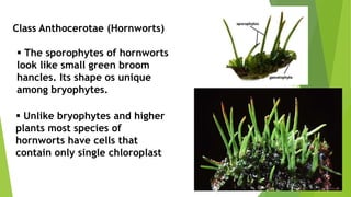 Class Anthocerotae (Hornworts)
 The sporophytes of hornworts
look like small green broom
hancles. Its shape os unique
among bryophytes.
 Unlike bryophytes and higher
plants most species of
hornworts have cells that
contain only single chloroplast
 