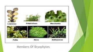 Members Of Bryophytes
 