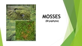 MOSSES
(Bryophyta)
 