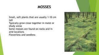 Small, soft plants that are usually 1-10 cm
tall
Typically grow close together in moist or
shady areas
Some mosses are found on rocks and in
arid locations
Flowerless and seedless
MOSSES
 