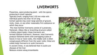 The most familiar liverworts consist of a prostrate,
flattened, ribbon-like or branching structure called
a thallus (plant body); these liverworts are
termed thallose liverworts. However, most liverworts
produce flattened stems with overlapping scales or
leaves in two or more ranks, the middle rank is often
conspicuously different from the outer ranks; these are
called leafy liverworts or scale liverworts
Flowerless, spore-producing plant – with the spores
producing in small capsules
Typically small; ranging from 2-20 mm wide with
individual plants less than 10 cm long
Certain species may cover large patches of ground,
rocks, trees, or any other reasonably firm substance on
which they occur
LIVERWORTS
In ancient times, it was believed that it could cure
diseases of the liver
Reduces erosion along streambanks
 