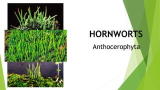 HORNWORTS
Anthocerophyta
 