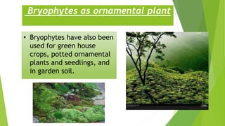 Bryophytes as ornamental plant
• Bryophytes have also been
used for green house
crops, potted ornamental
plants and seedlings, and
in garden soil.
 