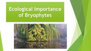 Ecological Importance
of Bryophytes
 