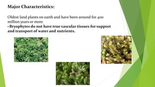 Major Characteristics:
Oldest land plants on earth and have been around for 400
million years or more
 Bryophytes do not have true vascular tissues for support
and transport of water and nutrients.
 