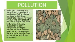 • Pollutants come in many
forms from both urban and
rural areas. Sulfur dioxide
has been a significant
industrial pollutant for many
years, being a by-product of
the use of high sulfur fuels.
• Sulfur dioxide is very
damaging but some
bryophytes are highly
tolerant of sulfur dioxide
pollution and examples of
these are the mosses Funaria
hygrometrica and Bryum
argenteum
POLLUTION
 